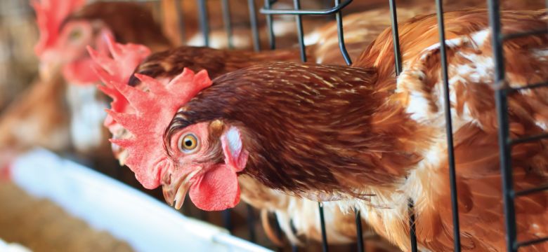 Poultry Feed Quality Hero Image