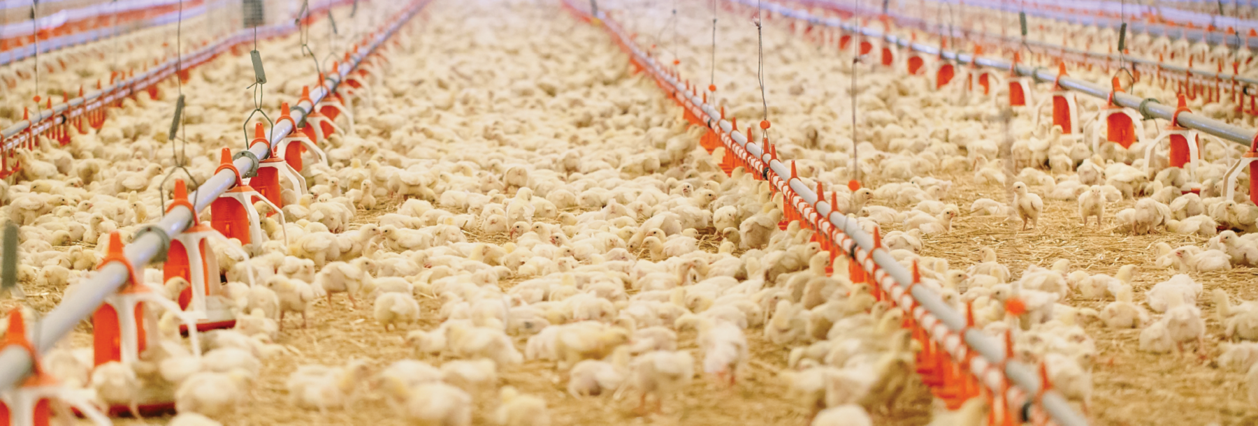 Poultry Pathogen Control Hero Image
