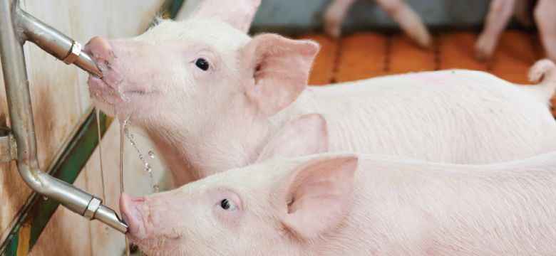 Swine Nutrition Hero Image