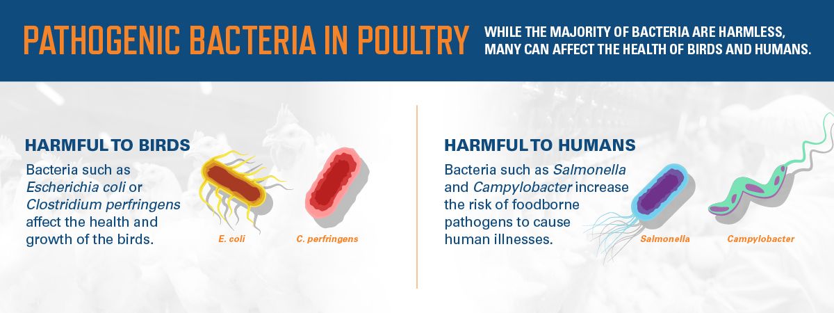Pathogenic Bacteria in Poultry
