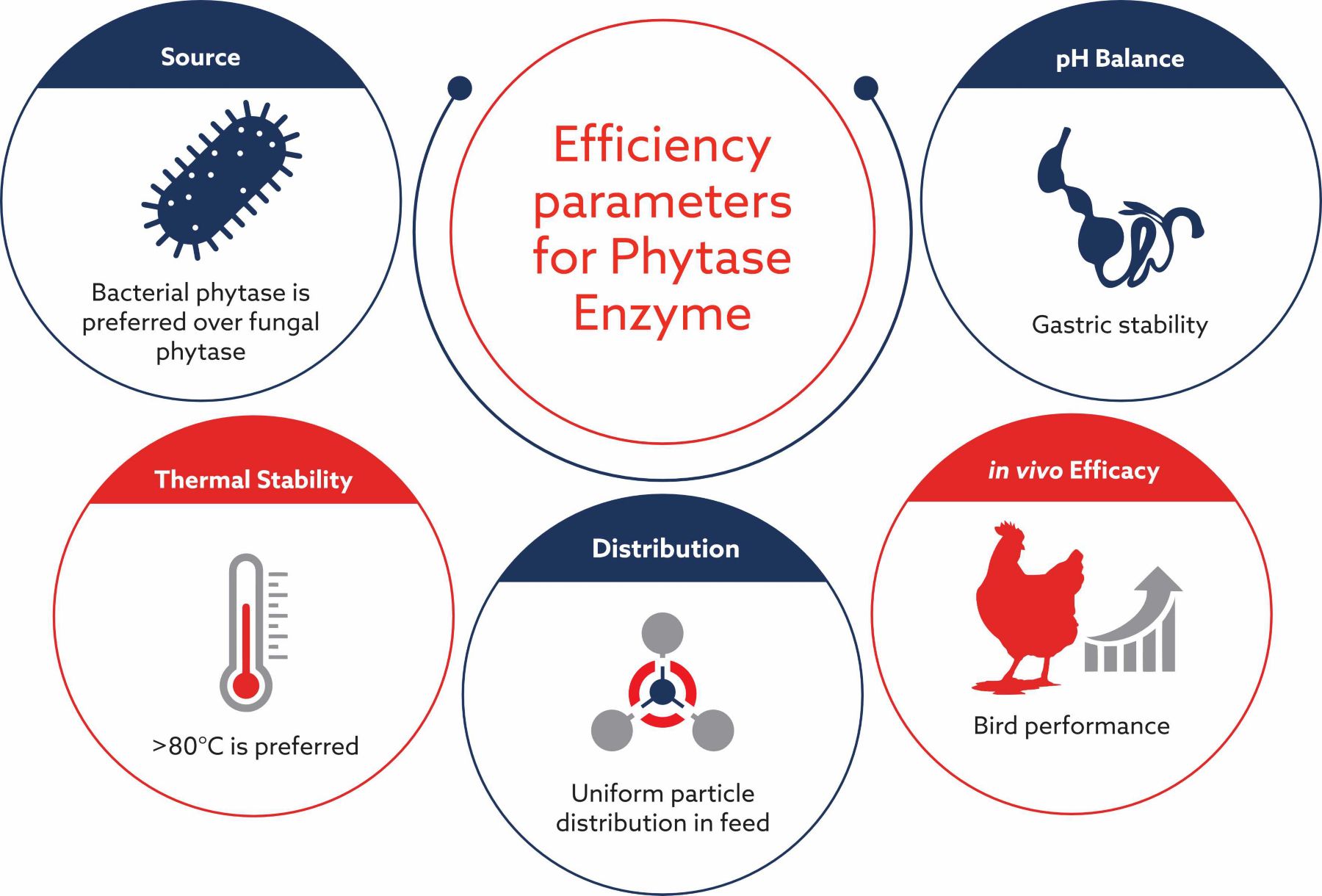 Phygest Efficiency parameters for Phytase Enzyme