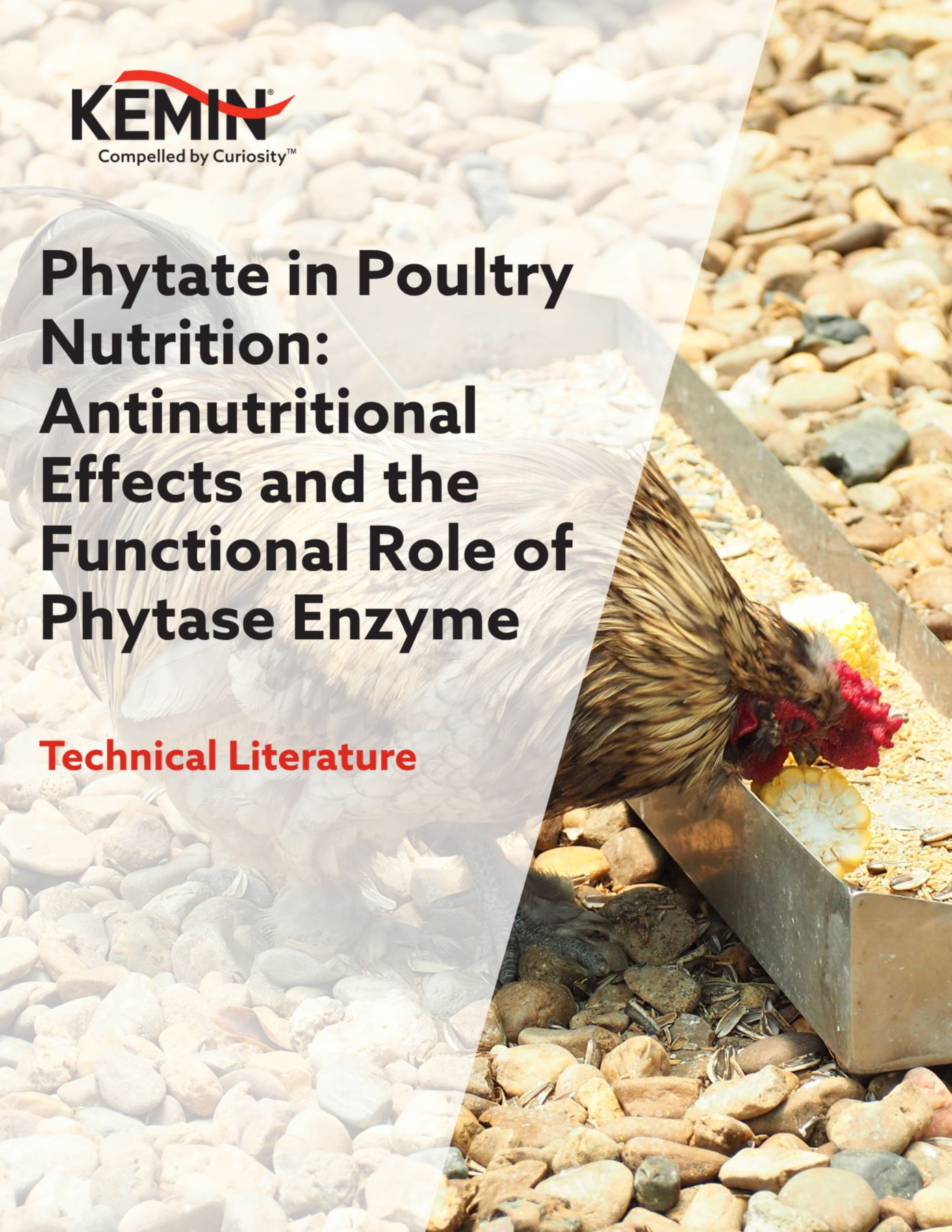 Phytate in Poultry Nutrition: Antinutritional Effects and the Functional Role of Phytase Enzyme