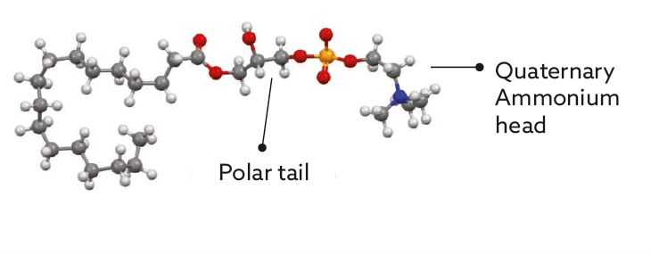 Polar tail