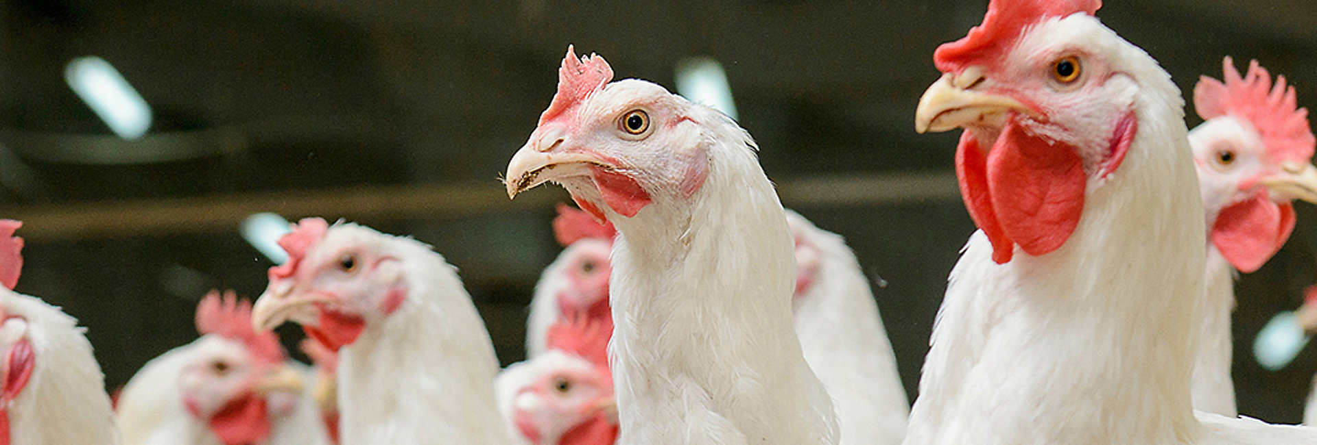 Nutrition Solutions for Poultry | Kemin Animal Nutrition & Health - Canada