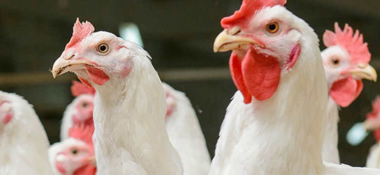 Poultry Nutrition Hero Image
