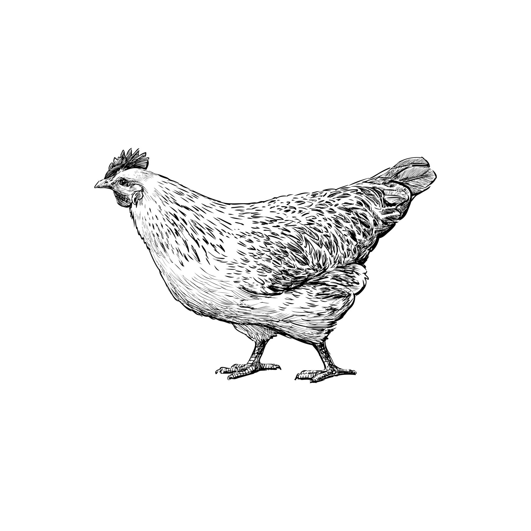 Poultry sketched