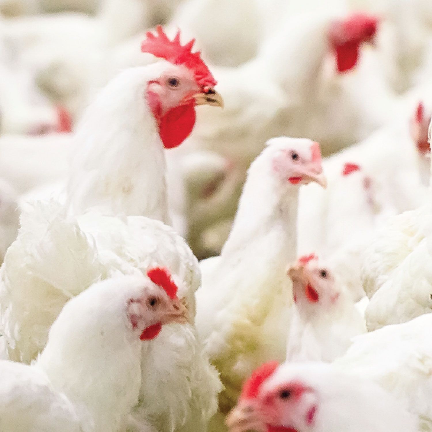 Poultry-Nutrition-cropped