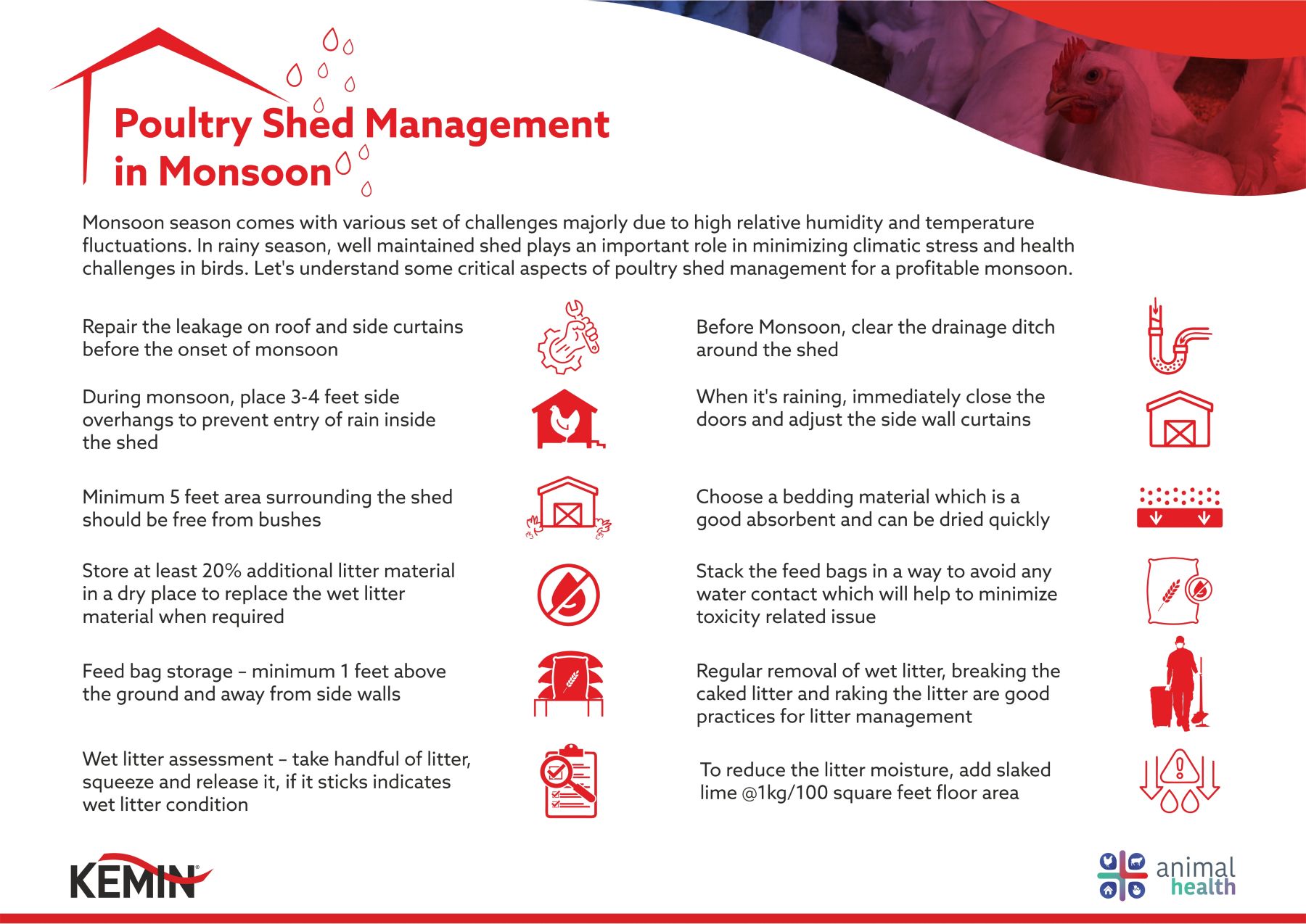Poultry Shed Management in Monsoon 1