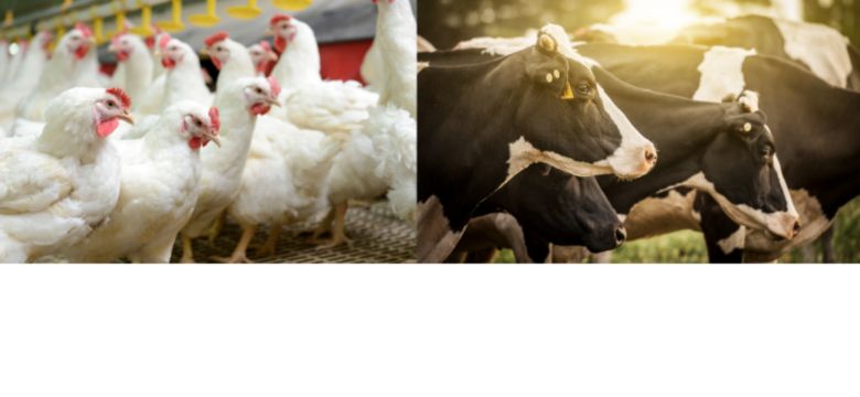 PoultryandRuminantBanner