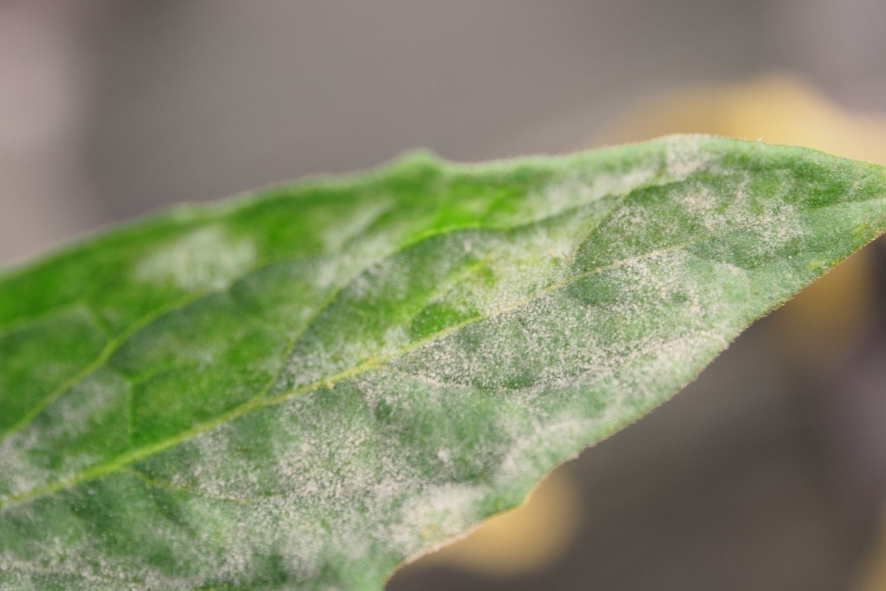 Powdery mildew