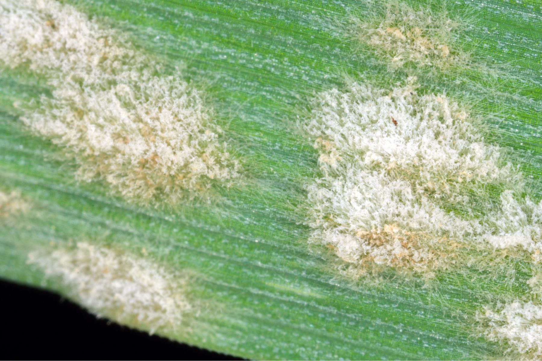 Powdery mildew close up