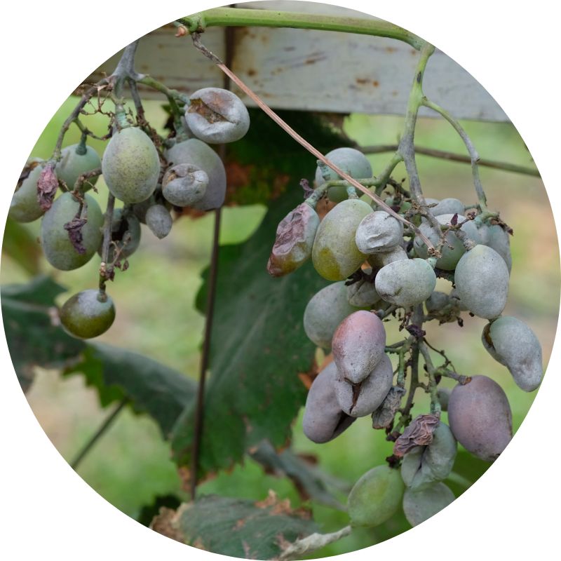 Powdery-mildew-grapes