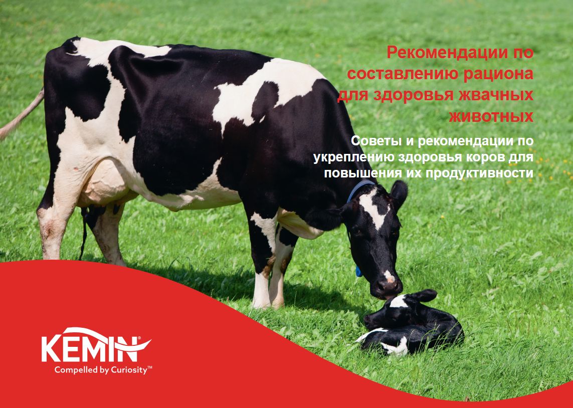 Productivity of cows