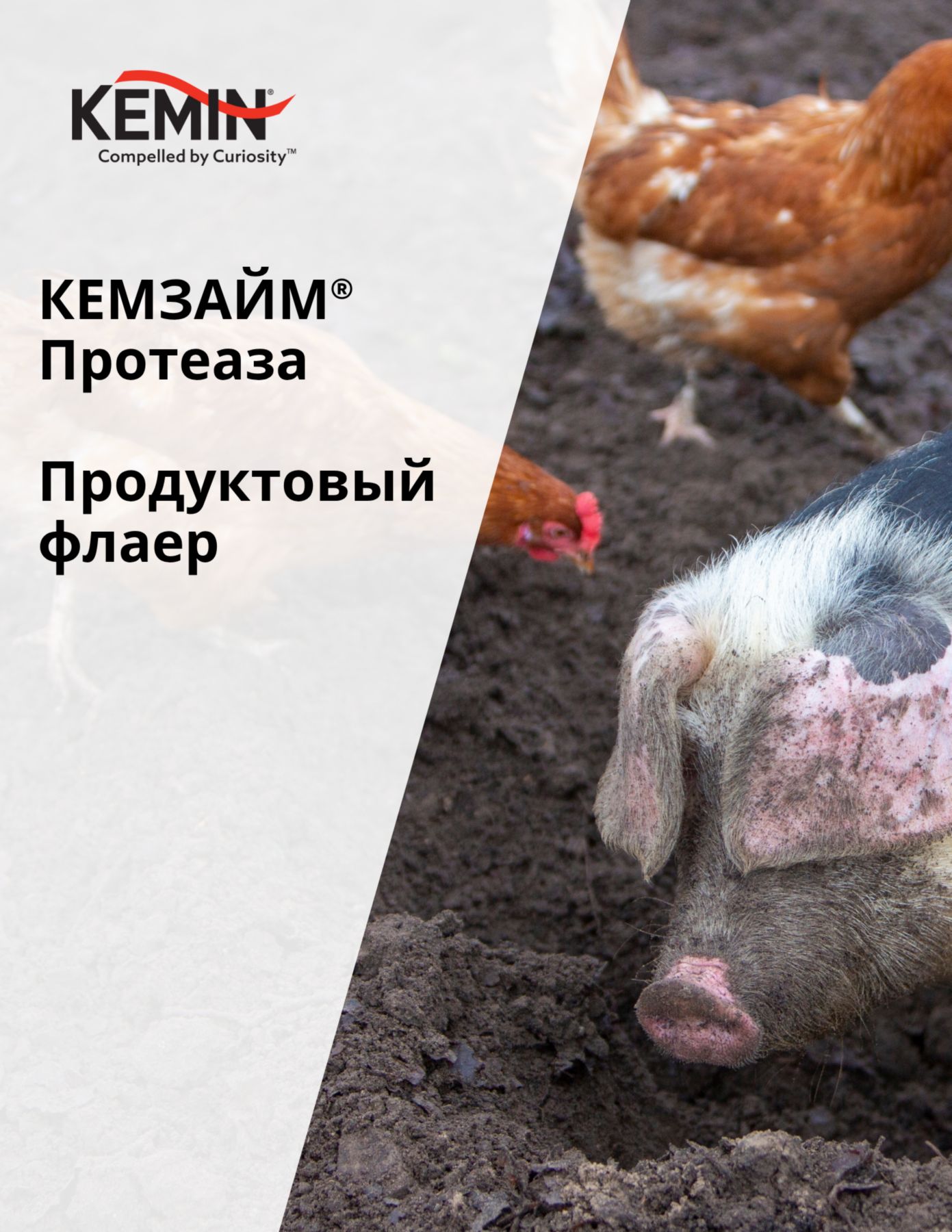 Copy of LYSOFORTE Leaflets - Maximise return on your feed through lower costs and increased efficiency (2)