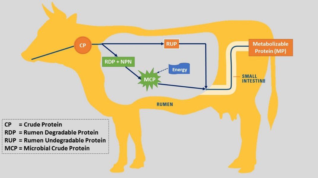 ProteinManagement