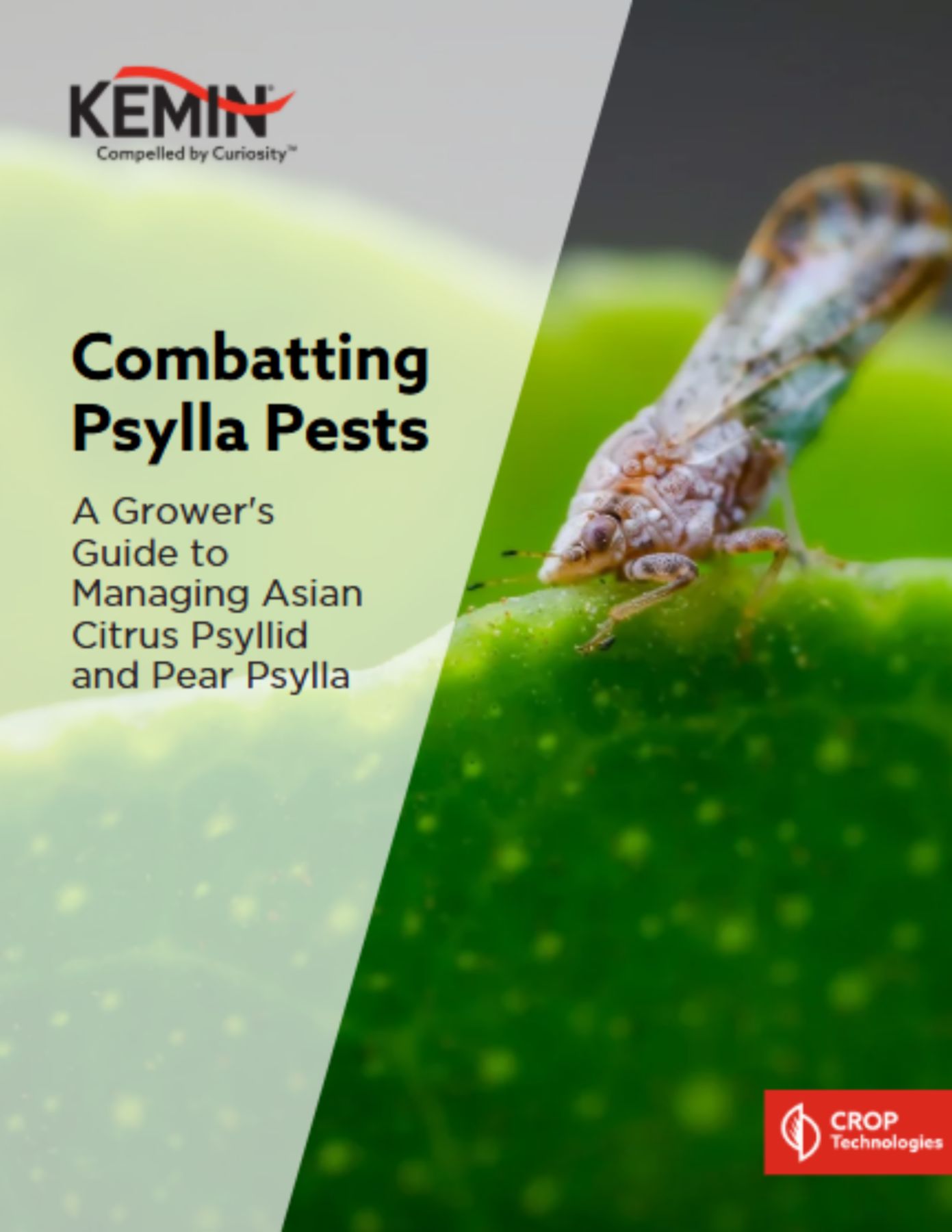 Psyllid PDF thumbnail - 1