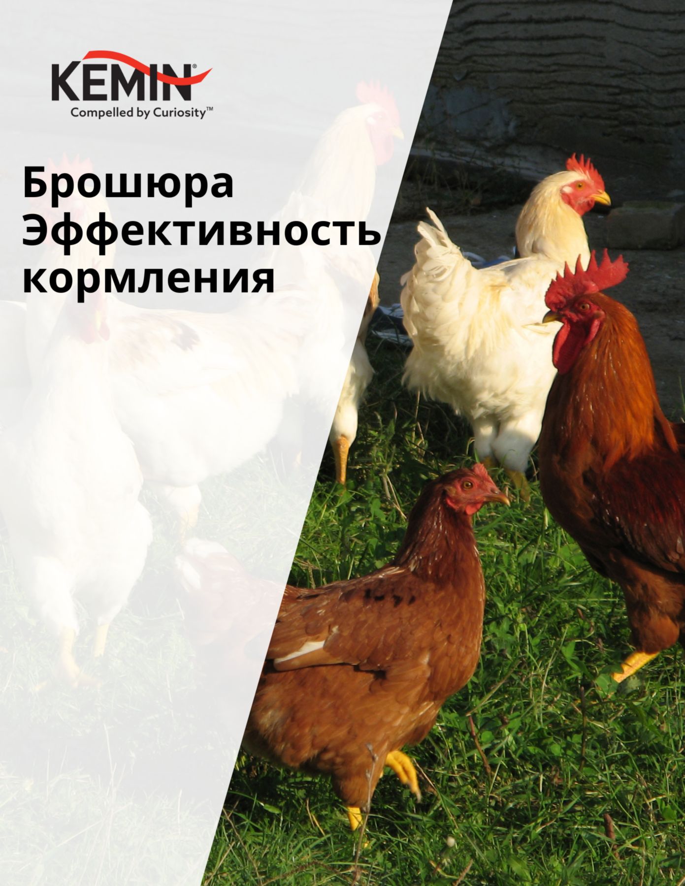 RU_LYSOFORTE feed efficiency