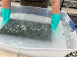 Romivex Dip image stock 14