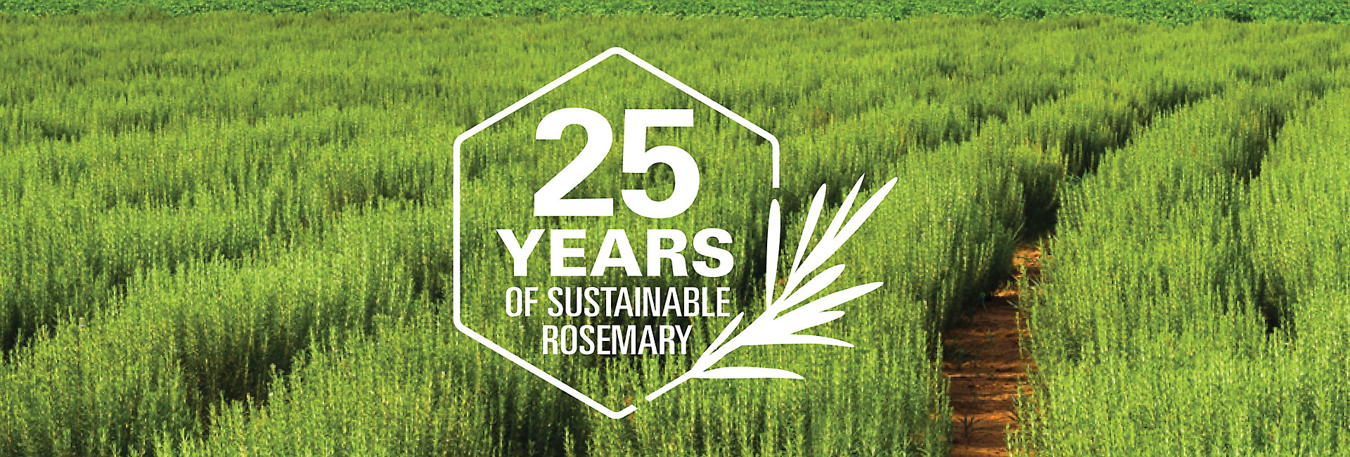 Rosemary 25th Anniversary-1