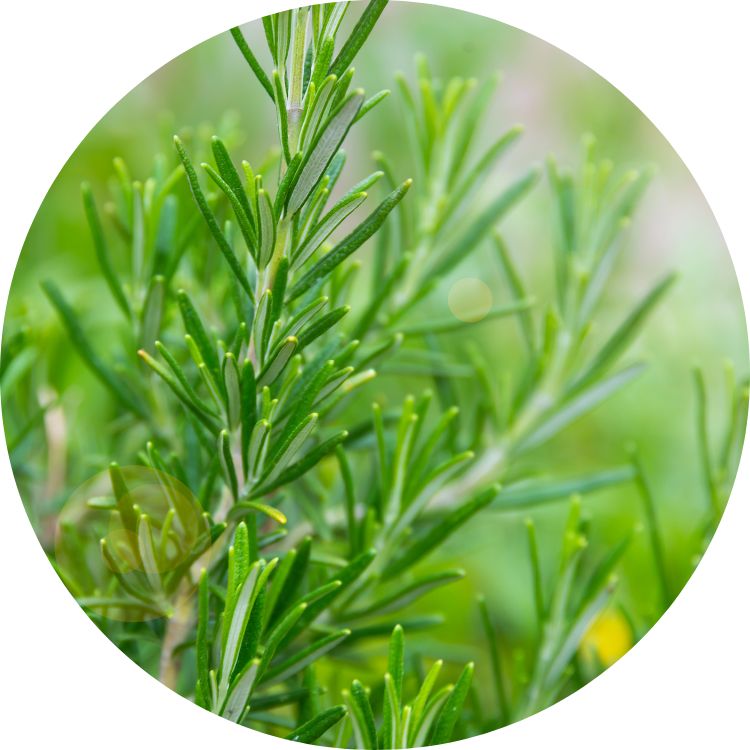 Rosemary round