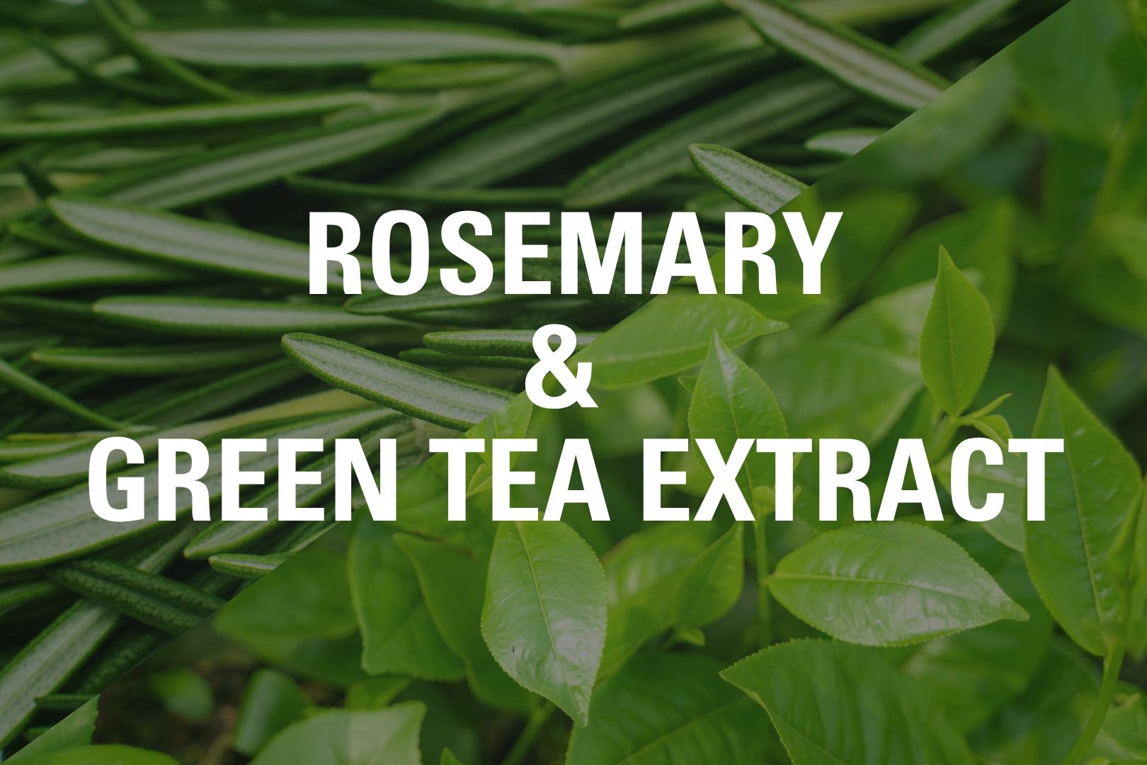 Rosemary_GT_Tile
