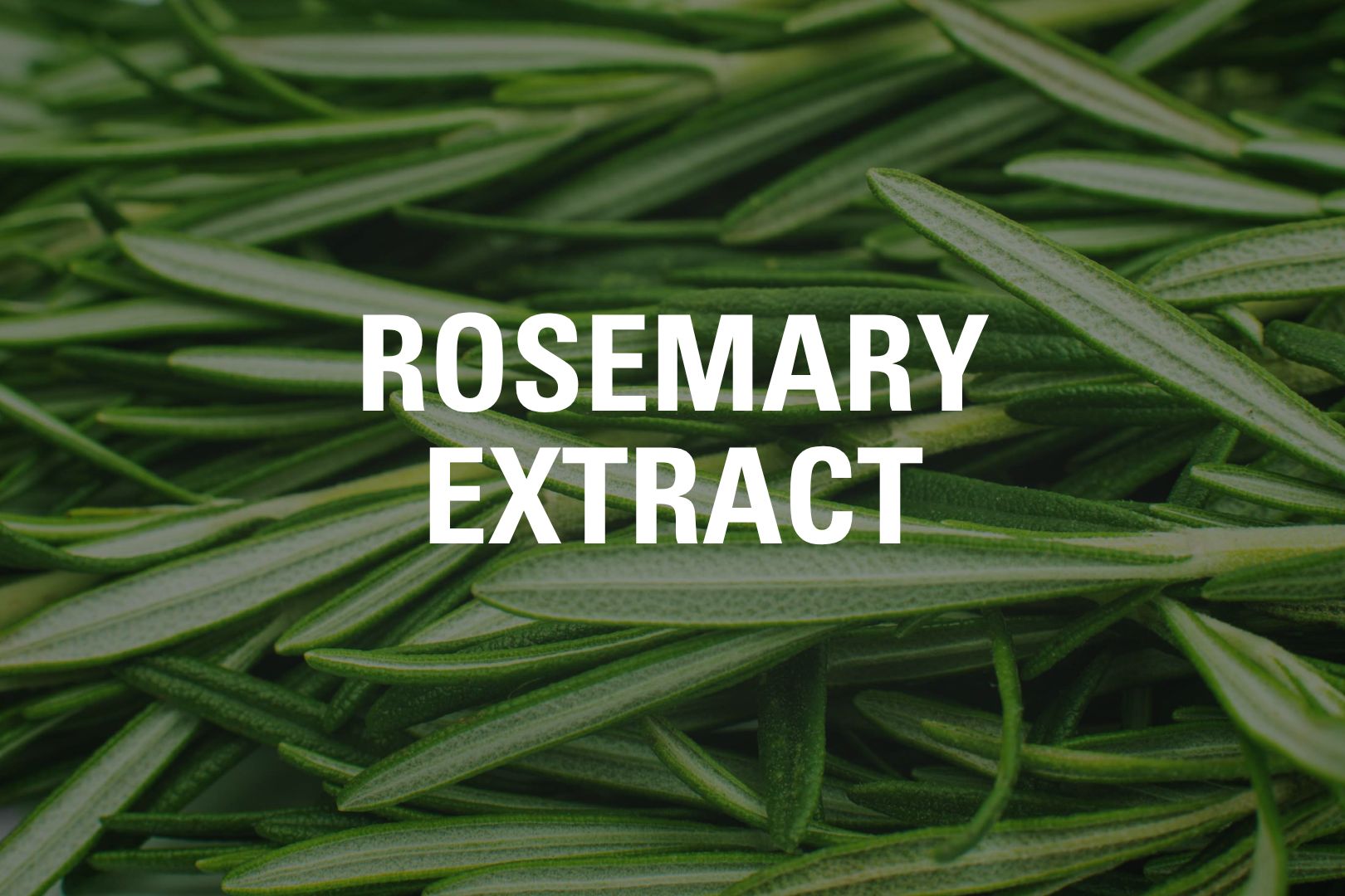 Rosemary_Tile
