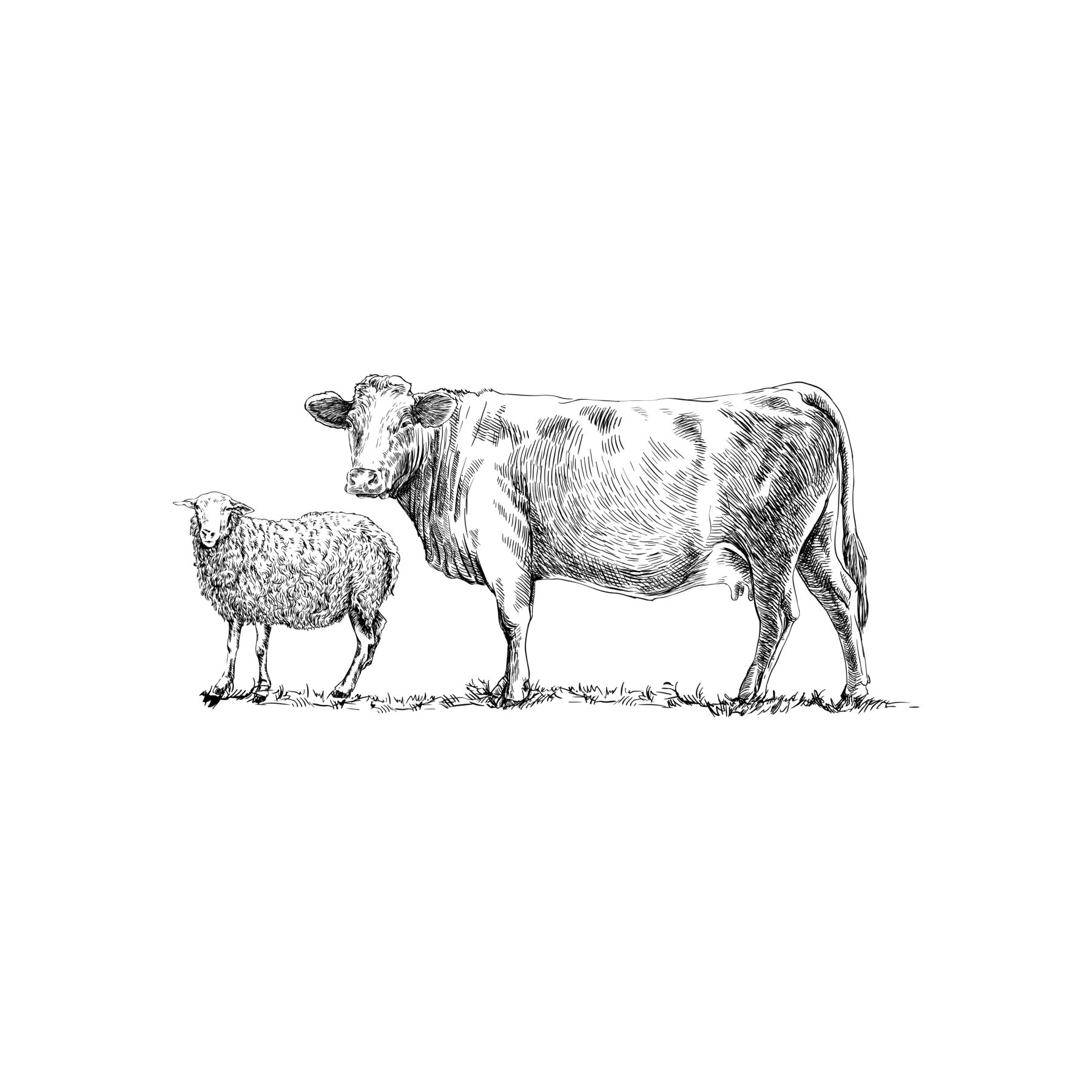 Ruminants sketched