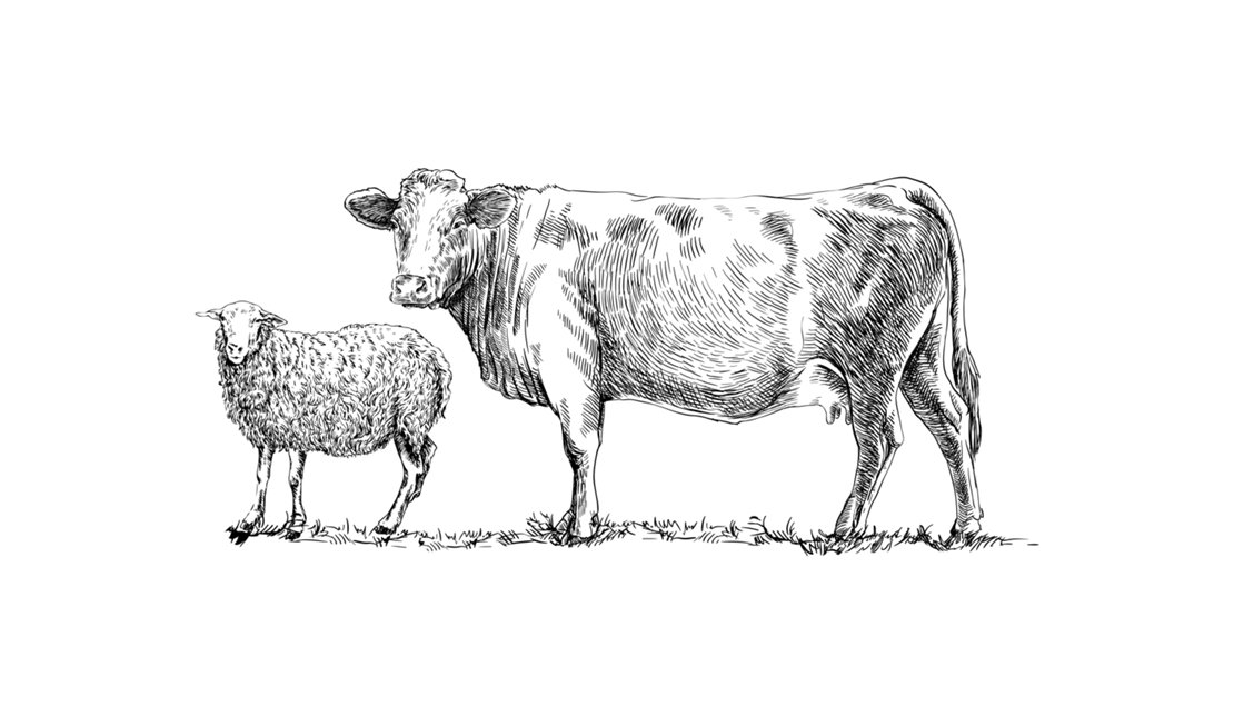 Ruminants sketched