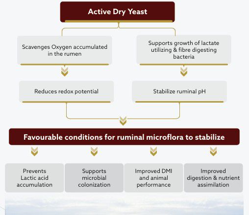 RupriVia™ - Active Dry Yeast works to create a favourable environment in the rumen