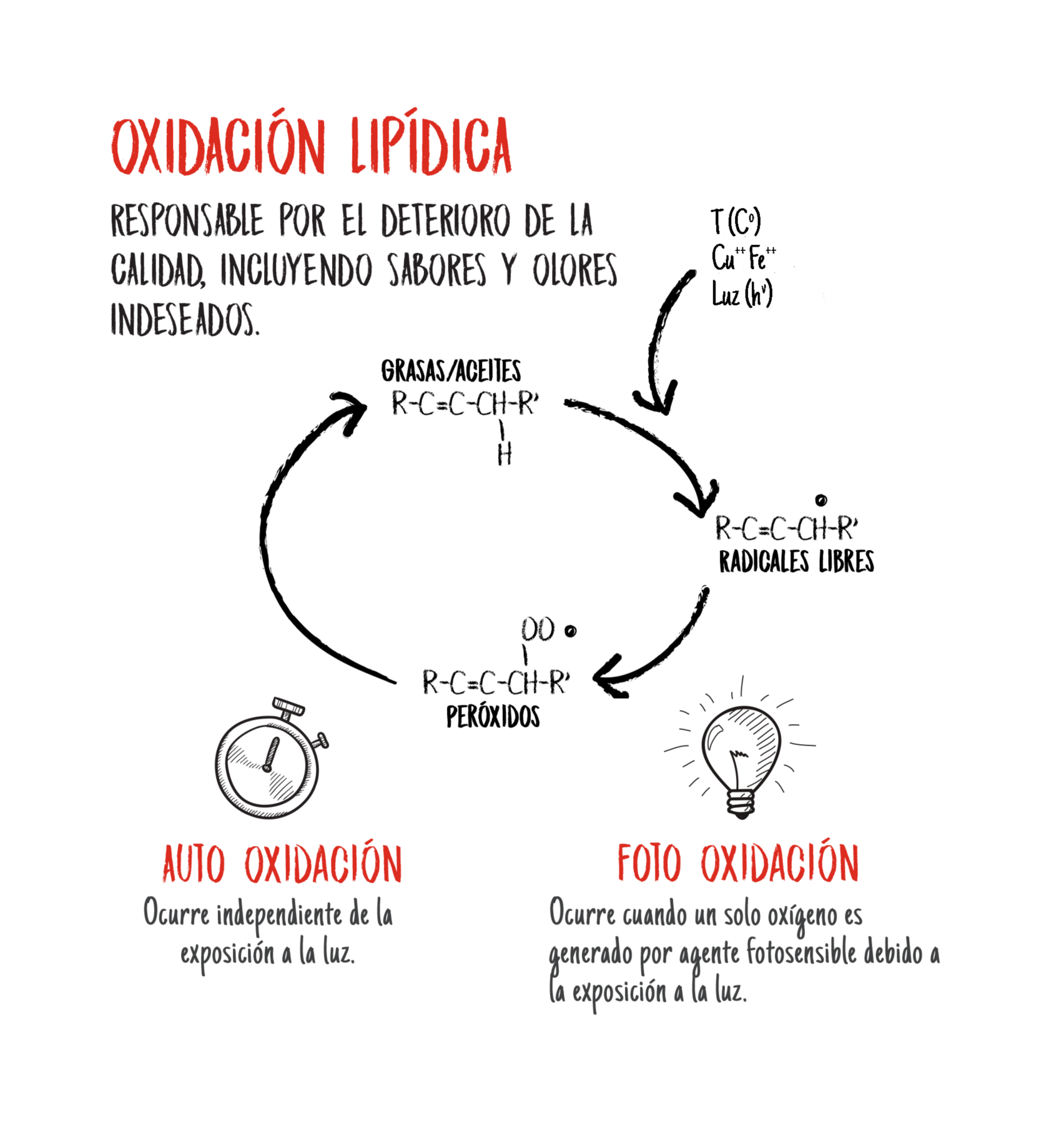 SA lipid oxidation graphic - Spanish