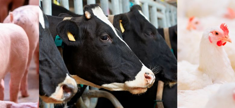 saúde-nutrição-animal