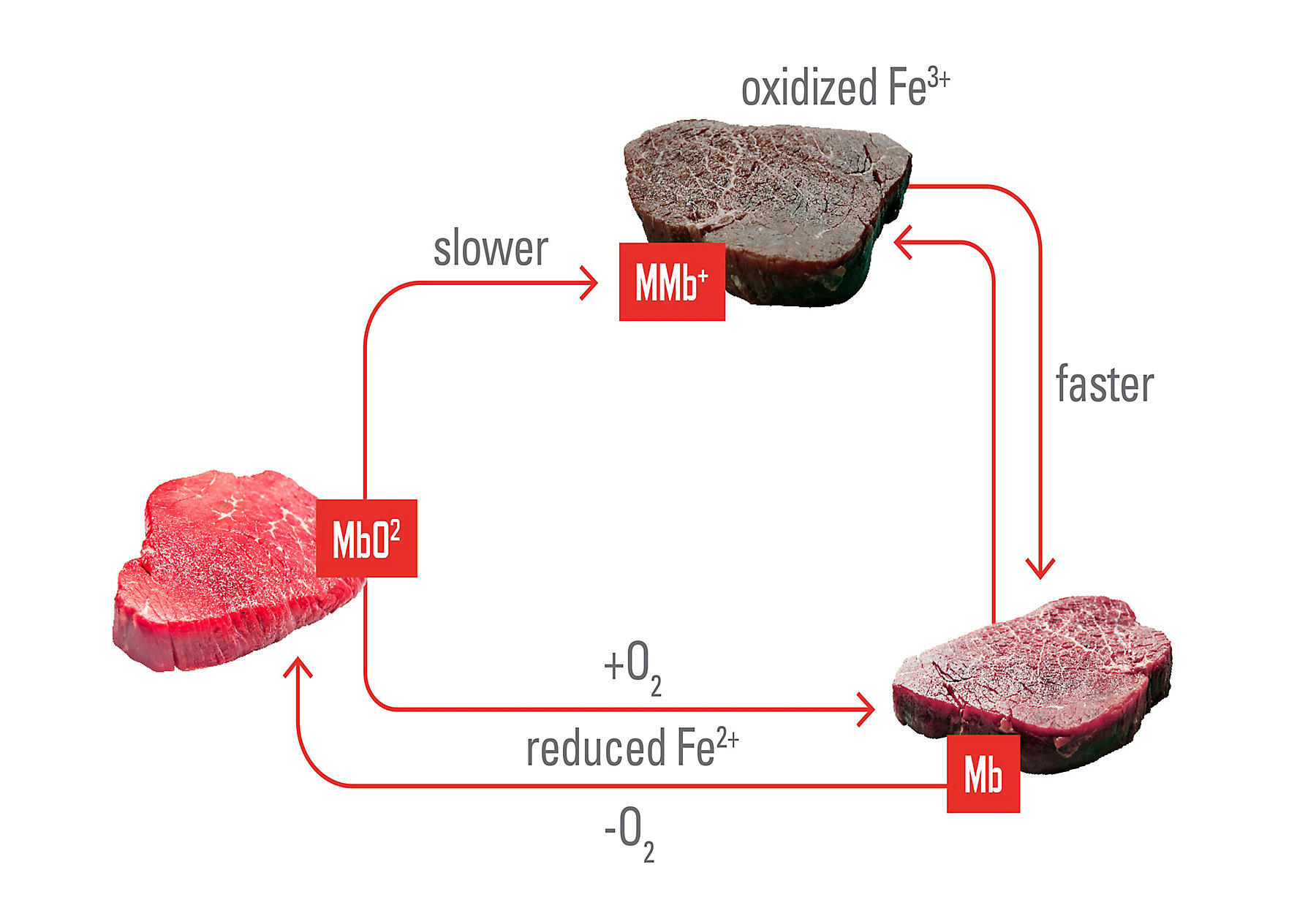 Schematic-of-myoglobin-redox-interconversions-on-the-surface-of-meat