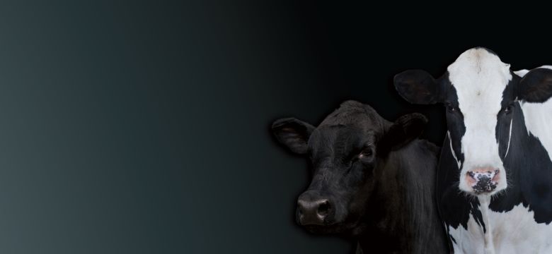 The science behind - dairy and beef