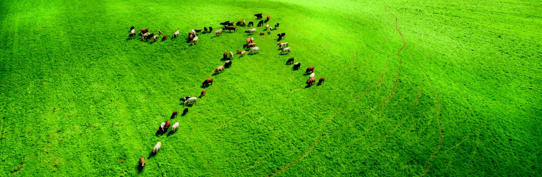 Smartvisual_Cows_High_Angle_banner