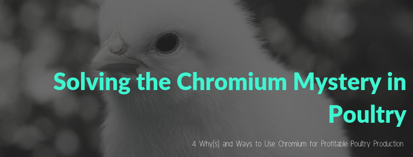 SolvingtheMystersyofChromiuminPoultry-1