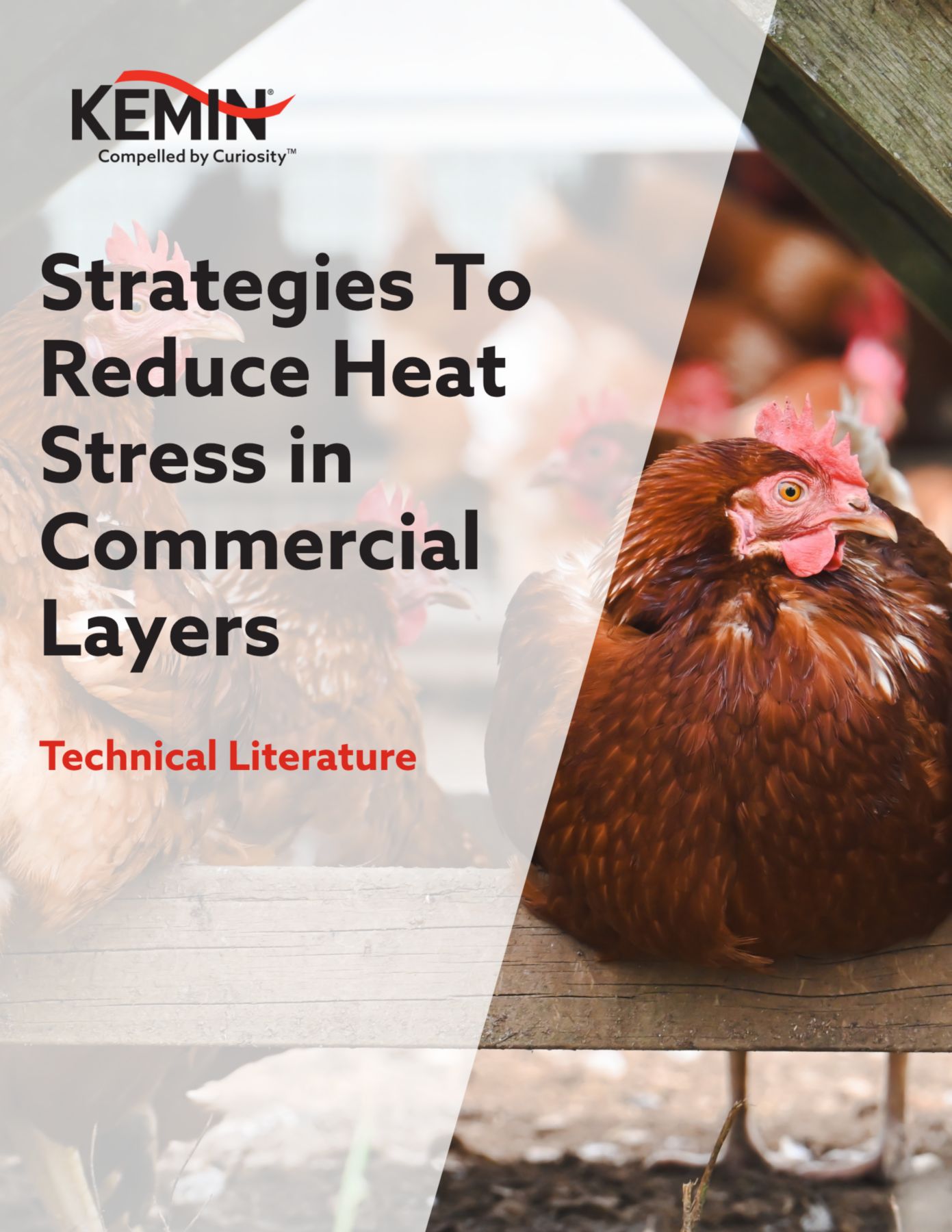 Strategies To Reduce Heat Stress in Commercial Layers