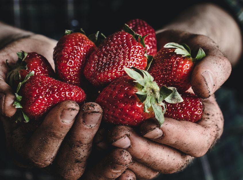 KCT Blog Neopestaliotopsis