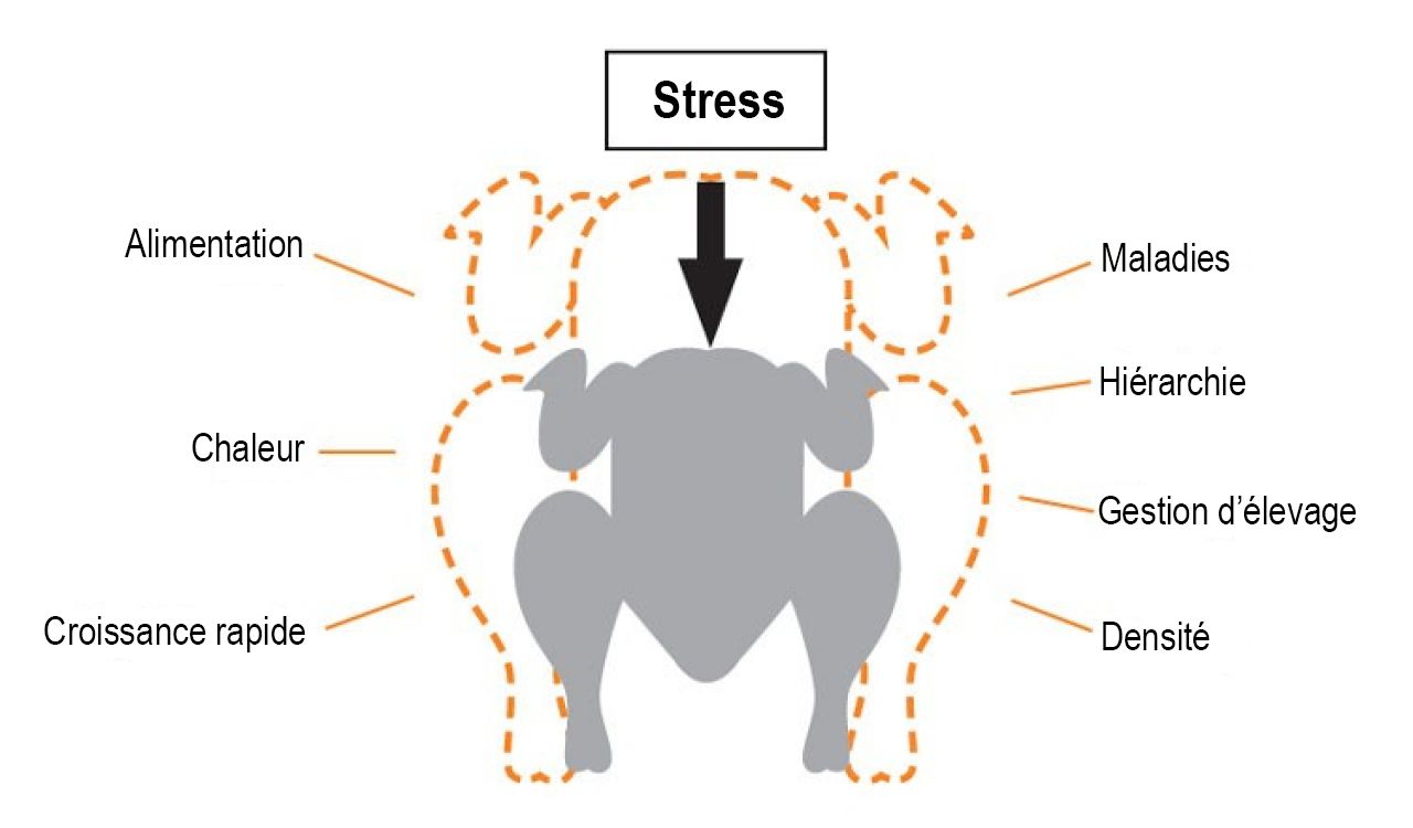 Stress Bird (FR)