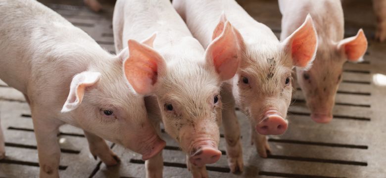 Swine Feed Quality Hero Image