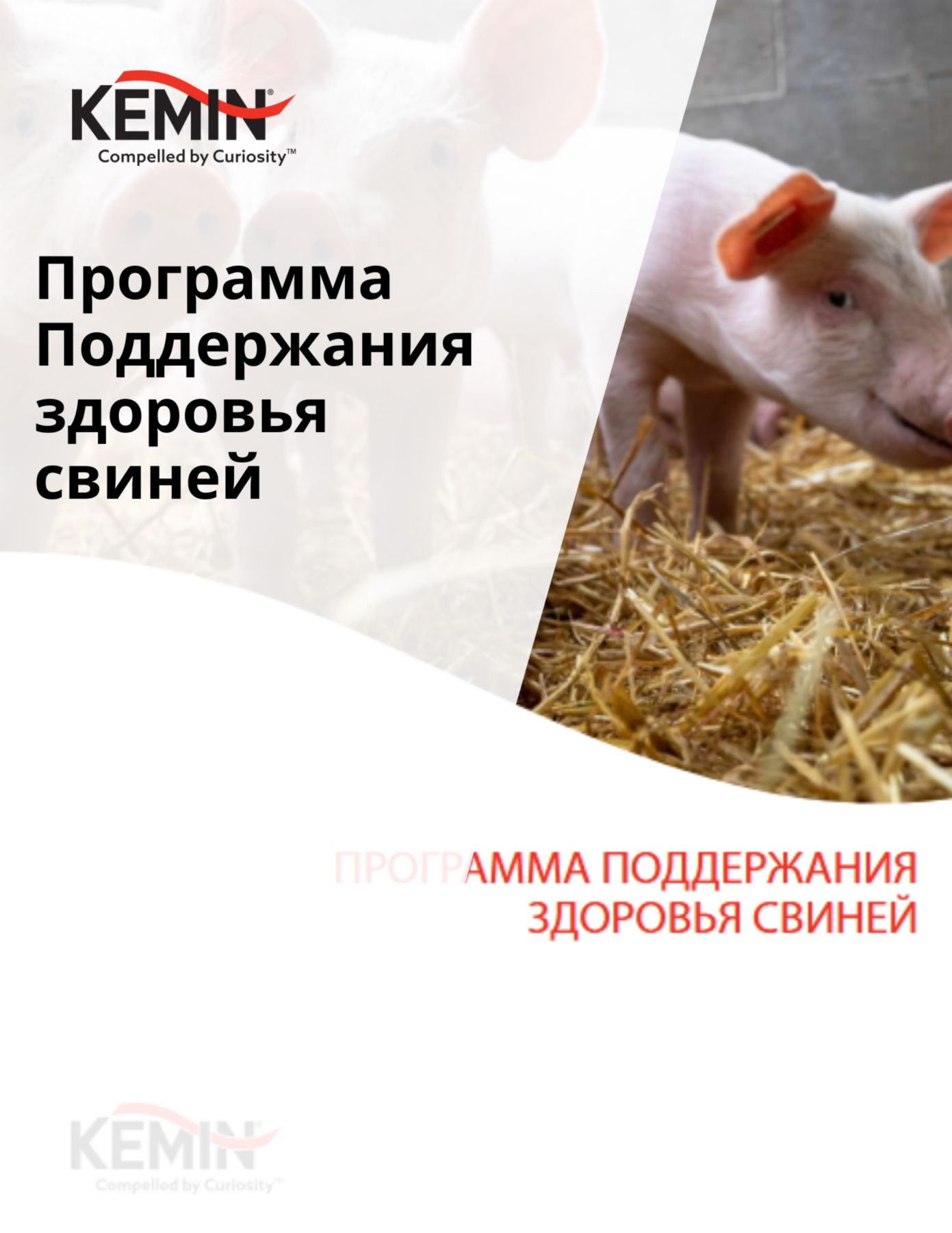 Copy of Aleta Technical Docs - Improving the sow’s nutrient supply increases production cost-efficiency
