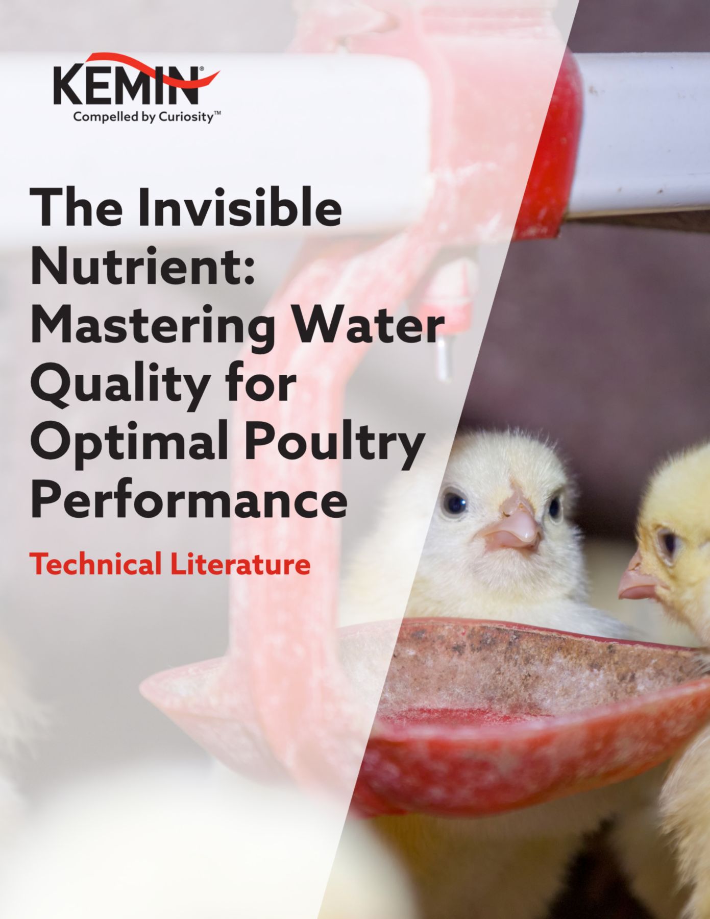 The Invisible Nutrient: Mastering Water Quality for Optimal Poultry Performance