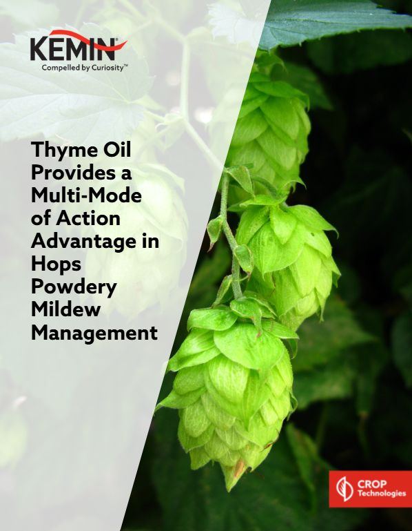 Thumbnail PathoCURB Hop Powdery Mildew blog