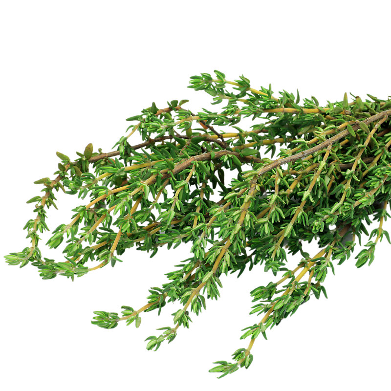 Thyme for fungal and bacteria control