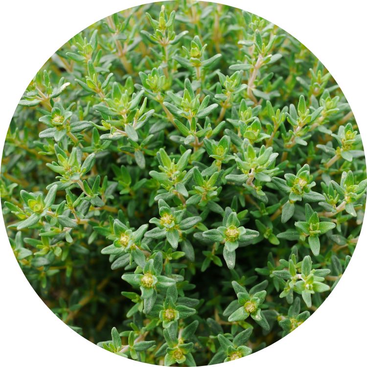 Thyme round