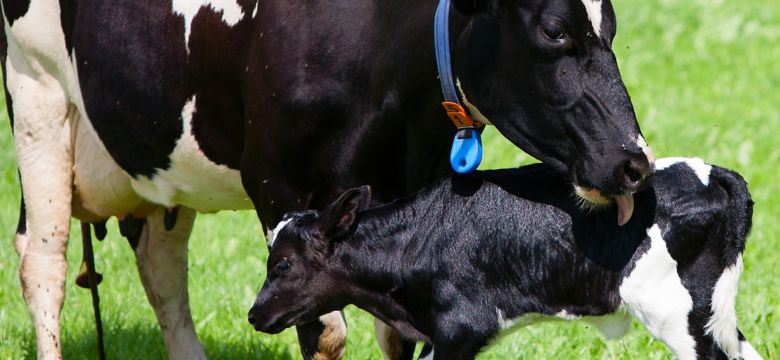 cow with newborn calf banner