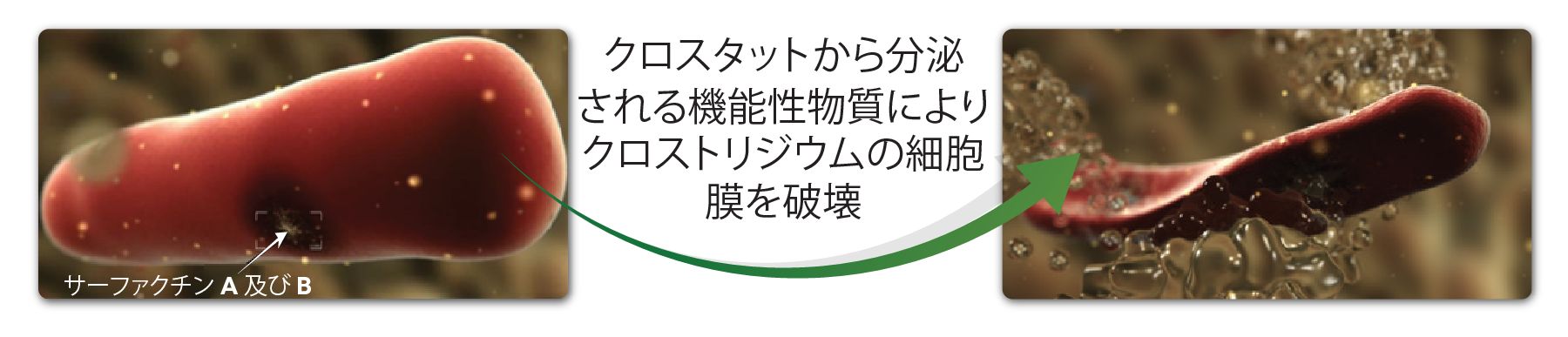 Translated to JA_Clostat 10