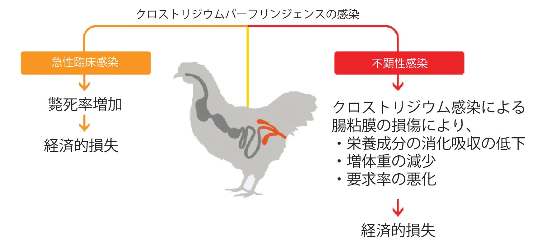 Translated to JA_Clostat 4
