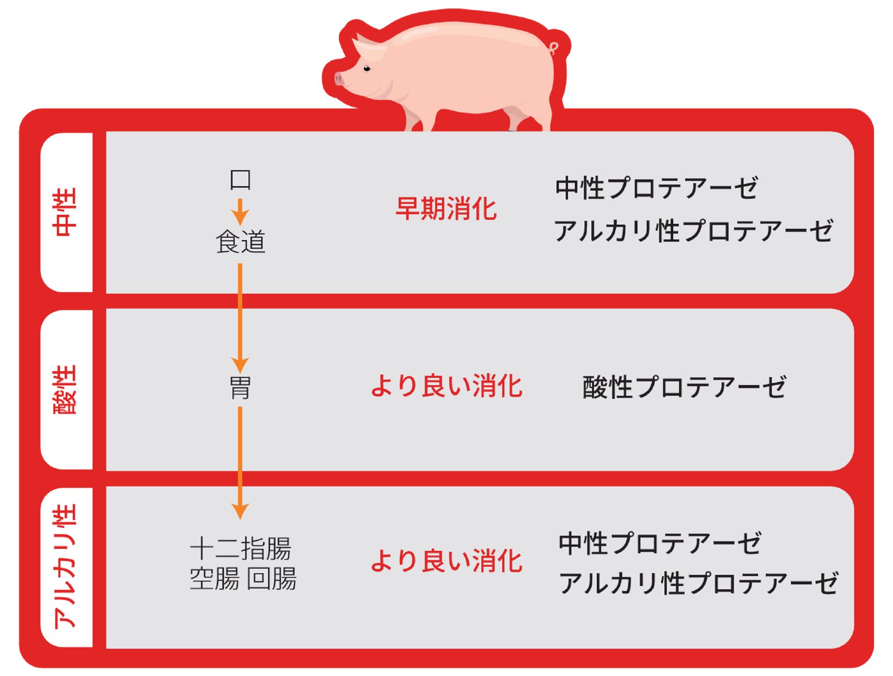 Translated to JA_Kenzyme 1B