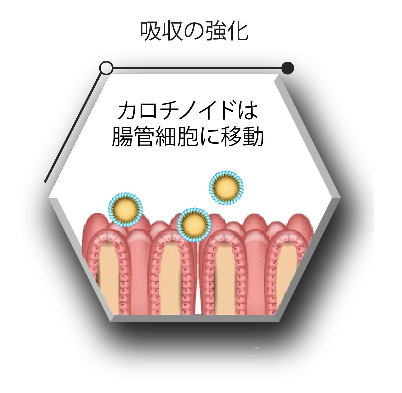 Translated to JA_Quantum 1D