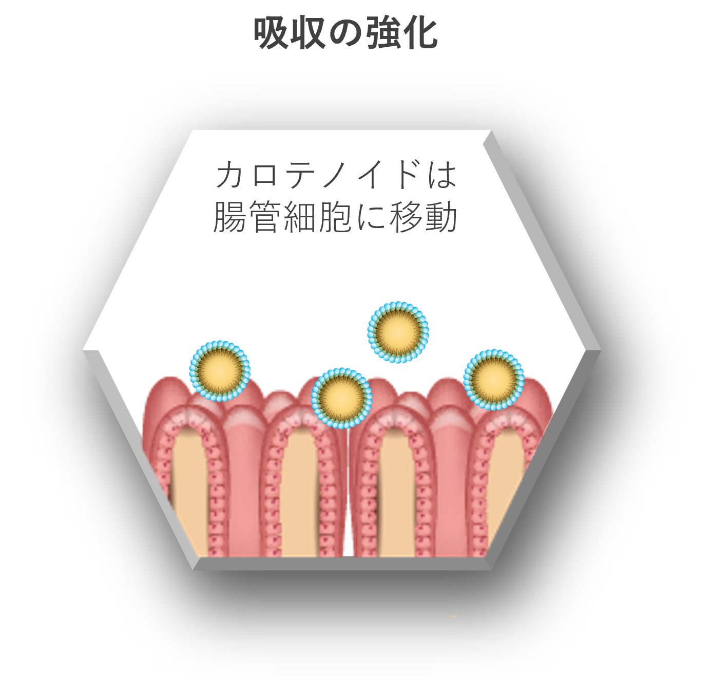 Translated to JA_Quantum 1D edited